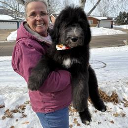 Joseph red collar - Black and white male Sheepadoodle puppy in Eleva, Wisconsin from Molly’s Doodles