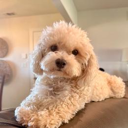 Lucy Lu - Poodle