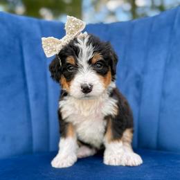 Tink - Tri-color female Bernedoodle puppy in Bellville, Ohio from Bernedoodle Buddies