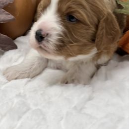 Australian Labradoodle, Bernedoodle, Cavapoo, and Poodle Puppies from Walk with Me Doodles