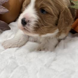 Australian Labradoodle, Bernedoodle, Cavapoo, and Poodle Puppies from Walk with Me Doodles