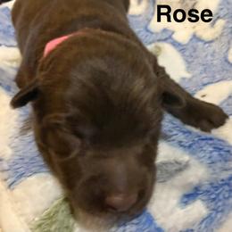 Rose - Red & white female Australian Shepherd puppy in Az, Yuma, Arizona from The Southern Dog