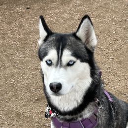 Misty Ann - Siberian Husky