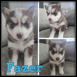 Fazer - Red and white male Siberian Husky puppy in Wheeler, Michigan from Haase Family Kennels