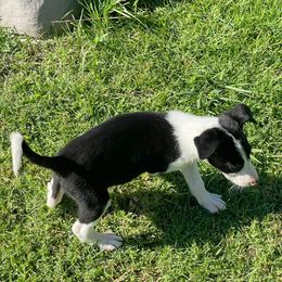 Girl 1 - Black and white female Border Collie puppy in Temecula, California from Joni Gibson's Border Collies
