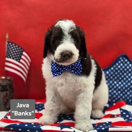 Java - Parti male Goldendoodle puppy in Summerville, South Carolina from Channys Doodles