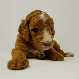 Goldendoodle and Poodle Puppies from Green Heart Poodles and Doodles
