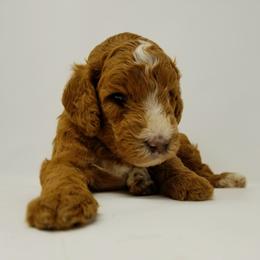Goldendoodle and Poodle Puppies from Green Heart Poodles and Doodles