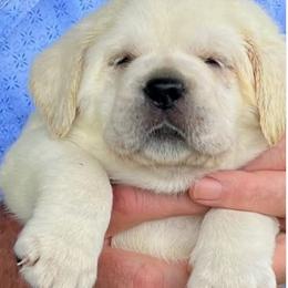 Boy 4 - male Labrador Retriever puppy in Middleburg, Florida from Tru-Heart Labradors, LLC