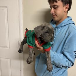 Girl 1 - Gray brindle female Cane Corso puppy in Kaufman, Texas from Phantom Corsos