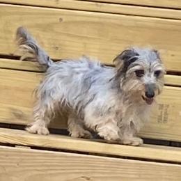 Jasper - Dachshund