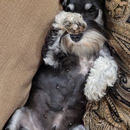 Miniature Schnauzers from Peach State Miniature Schnauzers