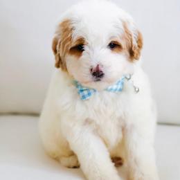 September - White male Bernedoodle puppy in Diamond Bar, California from Furrytaildoodles