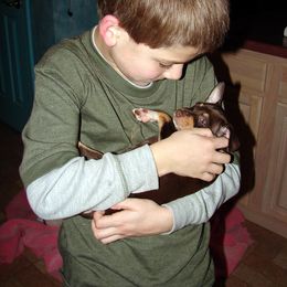 Rat Terrier Puppies from RaganRat Terriers