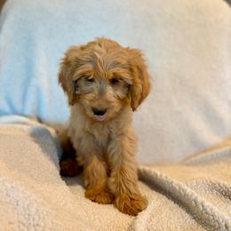 F1B Goldendoodle Surfer - Red  male Goldendoodle puppy in Redding, California from Casa Delarosa Collective Poodles & Doodles
