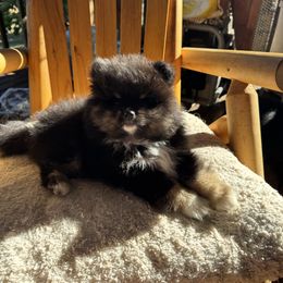 Sabatian - Black and tan parti male Pomeranian puppy in Colton, Oregon from Shelli’s Pampered Poms