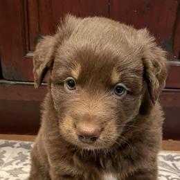 Australian Shepherd Puppies from Lil Rhody Blues Australian Shepherds
