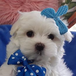 Maltipoos and Morkies from Gina's Puppies
