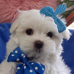 Maltipoos and Morkies from Gina's Puppies