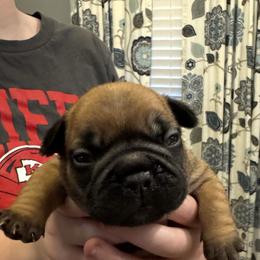 Elvis - Fawn male French Bulldog puppy in Girard, Kansas from Frenchie Kingdom