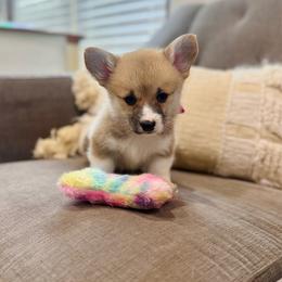Lulu's Pink Girl - Red female Pembroke Welsh Corgi puppy in Vilonia, Arkansas from Lucky Pups Corgis