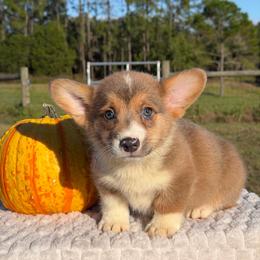 Banjo - Sable male Pembroke Welsh Corgi puppy in Inverness, Florida from Canaan Farm Corgis