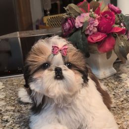 Hottie - Gold and white female Shih Tzu puppy in Pleasant Hill, Missouri from Misty Dajavue Shih-Tzu