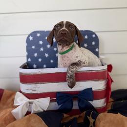 Oakley - White and liver male German Shorthaired Pointer puppy in Macclenny, Florida from Dillon's GSPs