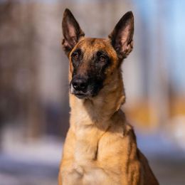 Duke - Belgian Malinois