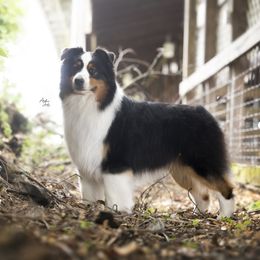 Gunner - Australian Shepherd