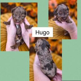Hugo - Merle male Goldendoodle puppy in Decatur, Tennessee from Diamond's Doodles