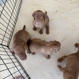 Vizsla puppies from Foxfire Vizslas