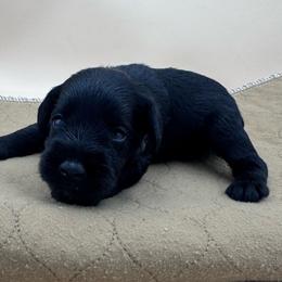 Dark green - Black male Miniature Schnauzer puppy in Arlington, Texas from Blissful Standards
