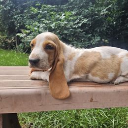 Betty - Red and white female Basset Hound puppy in Pleasant Lake, Michigan from Pleasant Bay Basset Hounds