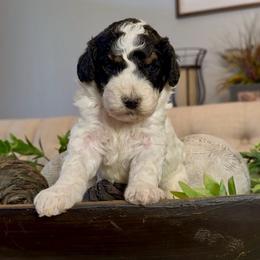 Steve - Tri-color male Bernedoodle puppy in Cartersville, Georgia from Simply Blessed Doodles