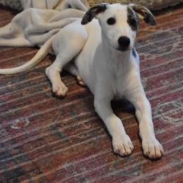 Girl 1 - White and fawn brindle female Whippet puppy in Mechanicsville, Virginia from Surrey Hill Whippets