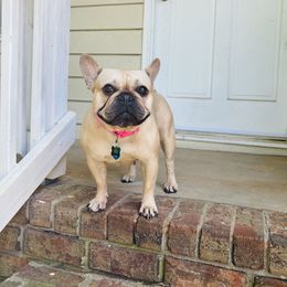 Nicki - French Bulldog