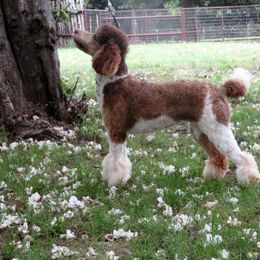 Aussiedoodle, Miniature Australian Shepherd, and Toy Australian Shepherd All Grown Up from Lindsey’s Aussies