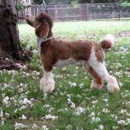 Aussiedoodle, Miniature Australian Shepherd, and Toy Australian Shepherd All Grown Up from Lindsey’s Aussies