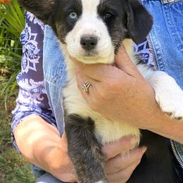 Valentine - Black and white female Cardigan Welsh Corgi puppy in Brookings, Oregon from Dragonfly Cardigans