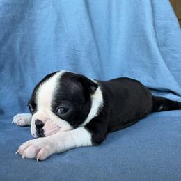 Girl 3 - Black and white female Boston Terrier puppy in Mustang, Oklahoma from Katelyn’s Boston terriers