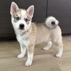 Freddie - Gray and white male Alaskan Klee Kai puppy in Los Angeles, California from Angels Klee Kai