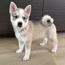 Freddie - Gray and white male Alaskan Klee Kai puppy in Los Angeles, California from Angels Klee Kai