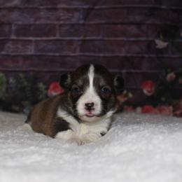 Milky way - Sable male Pembroke Welsh Corgi puppy in Washington from Castle View Royal Rumps