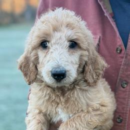 Reese - Apricot male Poodle puppy in St. Johnsbury, Vermont from Poodles of the Northern Woods