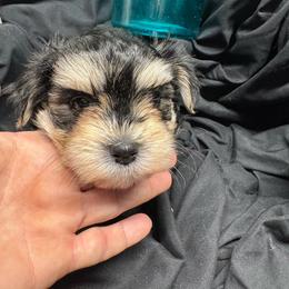 Fitz green collar - Black & tan tri-color male Morkie puppy in Taylorsville, North Carolina from Mountain Top Hot Tailz