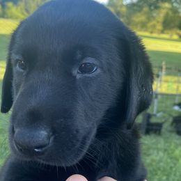 Drake-lime green collar - Black Labrador Retriever puppy in Springfield, Missouri from Kellner Labradors