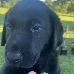 Drake-lime green collar - Black Labrador Retriever puppy in Springfield, Missouri from Kellner Labradors