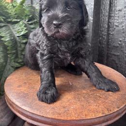 Swan - Black male Goldendoodle puppy in Newcastle, Oklahoma from Hollywood Doodles