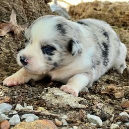 Stormy - Blue merle female Miniature Australian Shepherd puppy in White Plains, Kentucky from Garrett’s Ridge Farm